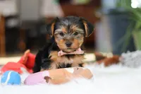 Millie, a female Yorkshire Terrier for sale in Baltic, OH – Photo 2 of 7
