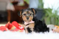 Millie, a female Yorkshire Terrier for sale in Baltic, OH – Photo 4 of 7