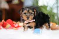 Millie, a female Yorkshire Terrier for sale in Baltic, OH – Photo 6 of 7