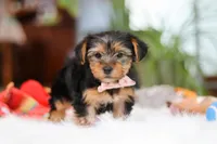 Millie, a female Yorkshire Terrier for sale in Baltic, OH – Photo 5 of 7