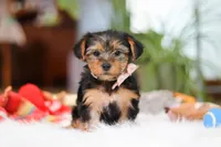 Millie, a female Yorkshire Terrier for sale in Baltic, OH – Photo 1 of 7