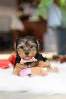 Millie, a female Yorkshire Terrier for sale in Baltic, OH – Photo 7 of 7