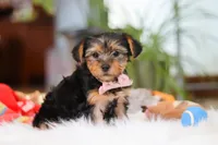 Millie, a female Yorkshire Terrier for sale in Baltic, OH – Photo 3 of 7