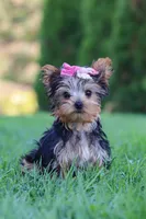 Clover, a female Yorkshire Terrier for sale in Baltic, OH – 7 of 9