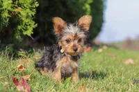 Ian, a male Yorkshire Terrier for sale in Baltic, OH – 2 of 6