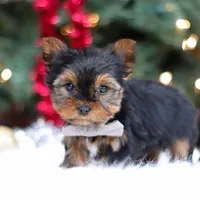 Jett, a male Yorkshire Terrier for sale in Baltic, OH – Photo 4 of 5