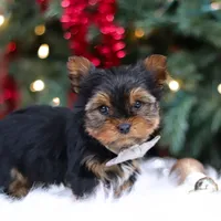 Jett, a male Yorkshire Terrier for sale in Baltic, OH – Photo 2 of 5