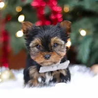 Jett, a male Yorkshire Terrier for sale in Baltic, OH – Photo 5 of 5