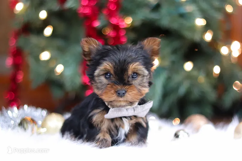 Jett – Yorkshire Terrier puppy on hold in Baltic, OH
