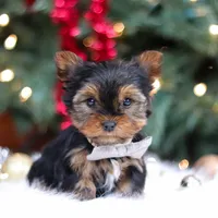 Jett, a male Yorkshire Terrier for sale in Baltic, OH – Photo 1 of 5