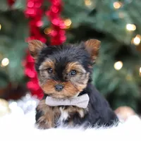 Jett, a male Yorkshire Terrier for sale in Baltic, OH – Photo 3 of 5