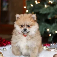 Crew, a male Pomeranian for sale in Baltic, OH – Photo 7 of 8