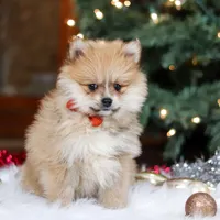 Crew, a male Pomeranian for sale in Baltic, OH – Photo 2 of 8