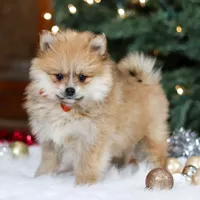 Crew, a male Pomeranian for sale in Baltic, OH – Photo 8 of 8