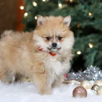 Crew, a male Pomeranian for sale in Baltic, OH – Photo 5 of 8
