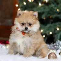 Crew, a male Pomeranian for sale in Baltic, OH – Photo 3 of 8