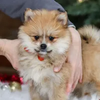 Crew, a male Pomeranian for sale in Baltic, OH – Photo 4 of 8