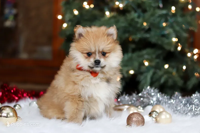 Crew – Pomeranian puppy on hold in Baltic, OH