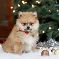 Crew, a male Pomeranian for sale in Baltic, OH – Photo 1 of 8