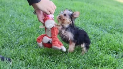 Clover, a female Yorkshire Terrier for sale in Baltic, OH – 9 of 9
