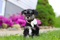Oliver, a male Miniature Schnauzer for sale in Baltic, OH – 2 of 7