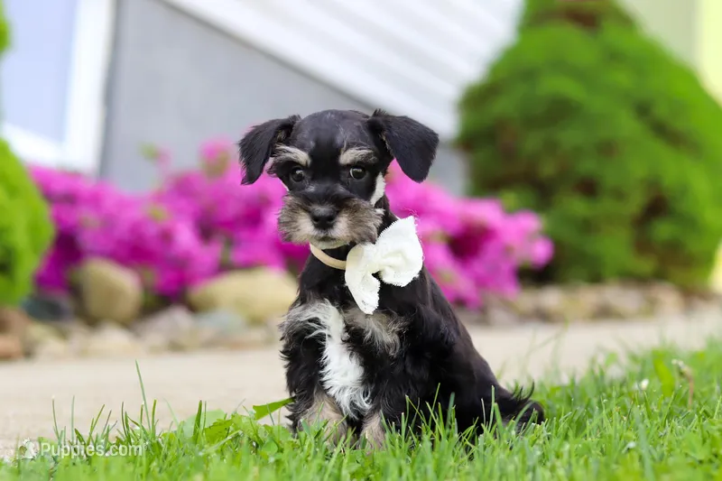 Oliver – Miniature Schnauzer puppy for sale in Baltic, OH