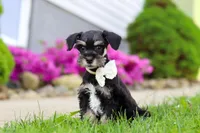 Oliver, a male Miniature Schnauzer for sale in Baltic, OH – 1 of 7