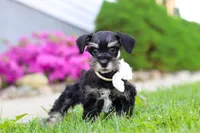 Oliver, a male Miniature Schnauzer for sale in Baltic, OH – 4 of 7