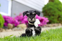 Oliver, a male Miniature Schnauzer for sale in Baltic, OH – 3 of 7