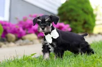 Oliver, a male Miniature Schnauzer for sale in Baltic, OH – 5 of 7