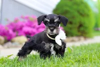 Oliver, a male Miniature Schnauzer for sale in Baltic, OH – 6 of 7