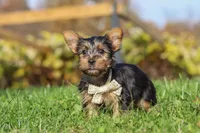 Rowan, a male Yorkshire Terrier for sale in Baltic, OH – 5 of 8