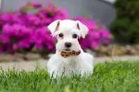 Wilbur, a male Miniature Schnauzer for sale in Baltic, OH – 4 of 8