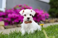 Wilbur, a male Miniature Schnauzer for sale in Baltic, OH – 3 of 8