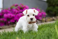 Wilbur, a male Miniature Schnauzer for sale in Baltic, OH – 5 of 8