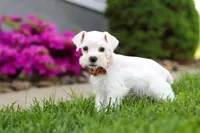 Wilbur, a male Miniature Schnauzer for sale in Baltic, OH – 6 of 8