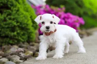 Wilbur, a male Miniature Schnauzer for sale in Baltic, OH – 2 of 8