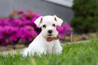 Wilbur, a male Miniature Schnauzer for sale in Baltic, OH – 1 of 8