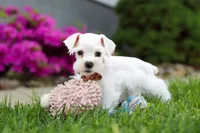Wilbur, a male Miniature Schnauzer for sale in Baltic, OH – 7 of 8