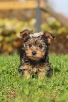 Darcy, a female Yorkshire Terrier for sale in Baltic, OH – 4 of 7