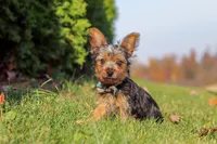 Arlo, a male Yorkshire Terrier for sale in Baltic, OH – 4 of 7