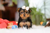 Bella, a female Yorkshire Terrier for sale in Baltic, OH – Photo 2 of 10