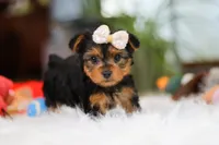 Bella, a female Yorkshire Terrier for sale in Baltic, OH – Photo 6 of 10