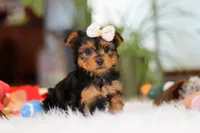Bella, a female Yorkshire Terrier for sale in Baltic, OH – Photo 8 of 10