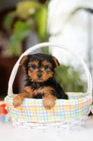 Bella, a female Yorkshire Terrier for sale in Baltic, OH – Photo 9 of 10