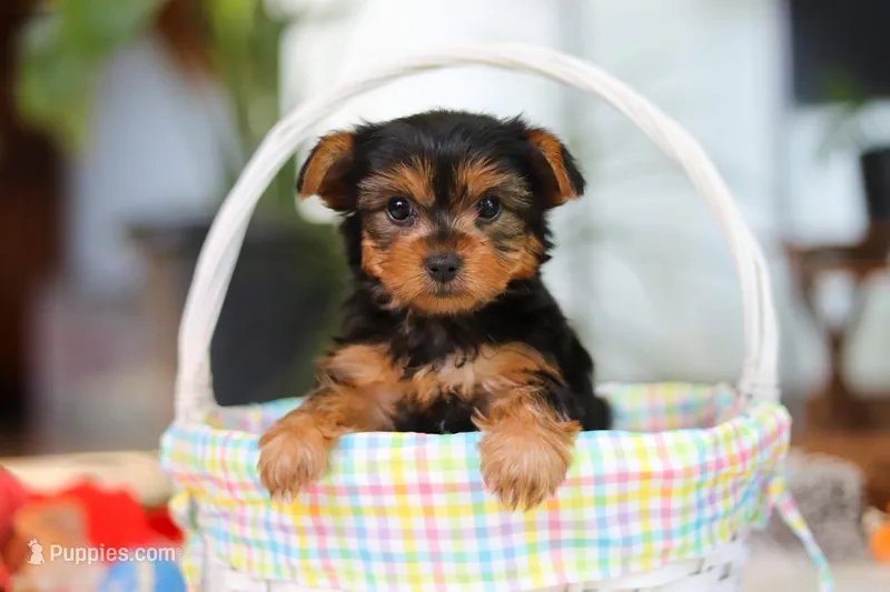 Bella – Yorkshire Terrier puppy for sale in Baltic, OH
