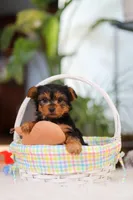 Bella, a female Yorkshire Terrier for sale in Baltic, OH – Photo 10 of 10
