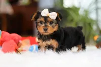 Bella, a female Yorkshire Terrier for sale in Baltic, OH – Photo 4 of 10