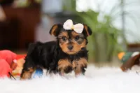 Bella, a female Yorkshire Terrier for sale in Baltic, OH – Photo 3 of 10
