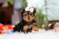 Bella, a female Yorkshire Terrier for sale in Baltic, OH – Photo 5 of 10